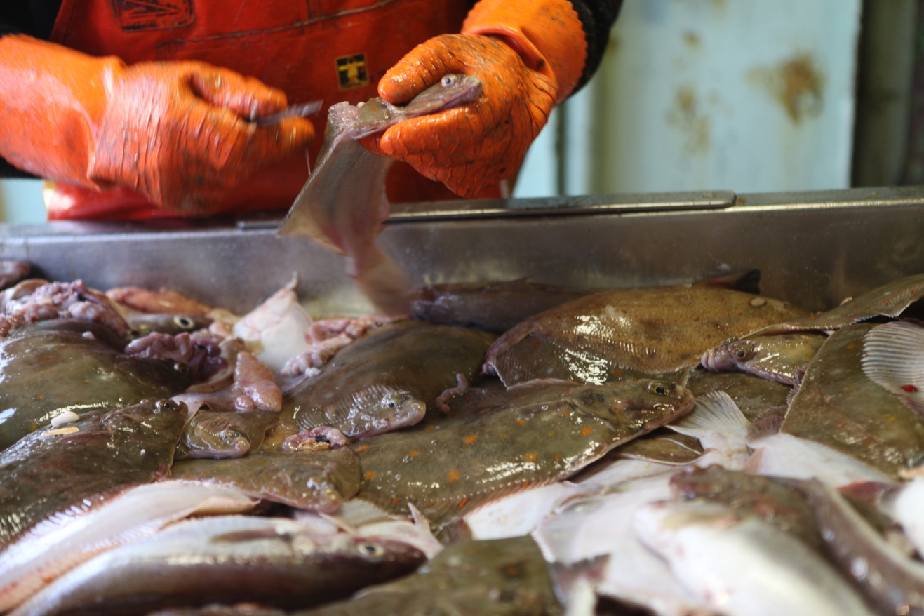 What kind of fish is this (Belgium caught in fresh water) : r/Fishing